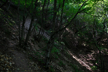 Path uphill in the woods on a summer day