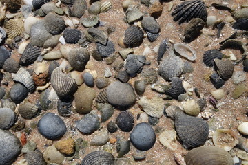 ビーチの小石と貝殻（西オーストラリア・シャークベイ・Francois Peron National Park）