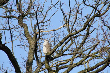 Vogel Habicht