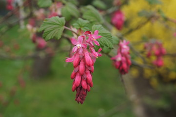 flower, pink, nature, plant, flowers, spring, garden, blossom, green, purple, red, summer, bloom, beautiful, beauty, macro, flora, leaf, floral, close-up, closeup, petal, wild, blooming