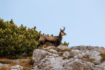 chamois standing on a rock