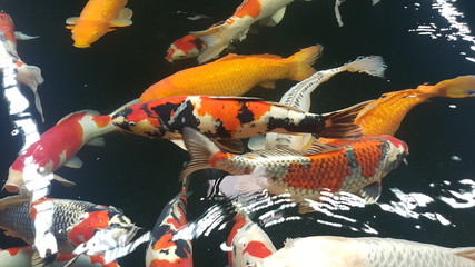 koi fish fish tank