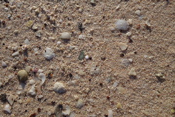 砂浜の砂と貝殻（モンキーマイア・シャークベイ・西オーストラリア）