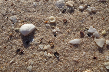 砂浜の砂と貝殻（モンキーマイア・シャークベイ・西オーストラリア）