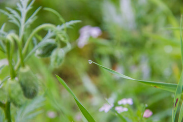 Green grass, rain drops and field flowers, close up image, spring