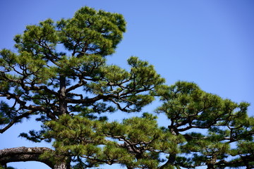 pine tree on the blue sky