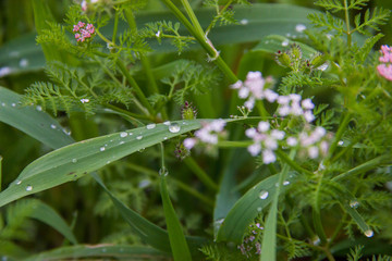 Green grass, rain drops and field flowers, close up image, spring