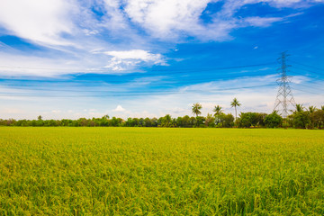 Rice plantation field wide angle with blue sky nature landscape