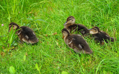 Small ducklings