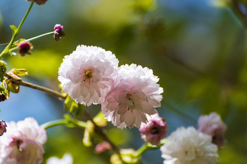 満開の剣折戸菊桜