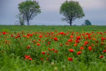 Spring field with red poppies, green grass and distant trees, landscape, Kazakhstan