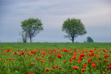 Spring field with red poppies, green grass and distant trees, landscape, Kazakhstan