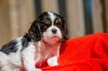 cavalier puppy portrait close up 