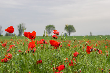 Spring field with red poppies, green grass and distant trees, landscape, Kazakhstan
