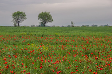 Field of poppies and the trees in the back in the Spring