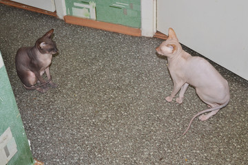 two funny sphinx cats . animal background. copy space