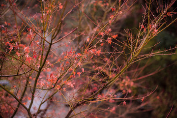 紅葉　もみじ