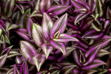 Purple green leaves pattern of Zebrina pendula, Tradescantia zebrina