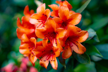 Exotic flowers in  Macro 