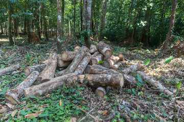Naklejka na ściany i meble pile of rubber wood log at Phatthalung, Thailand