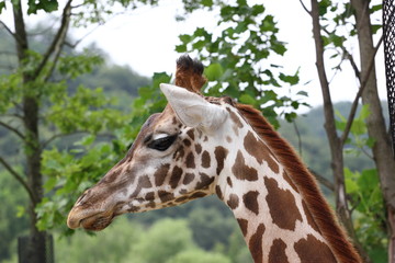 Giraffe