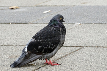 Wild pigeons feeding in istanbul           