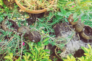 An artificial ant statue made from coconut, decorated on trees in the garden.