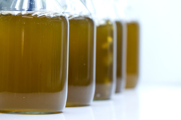 Marine plankton culture in laboratory