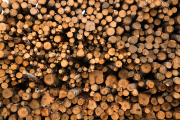 Timber logging in pine forest.