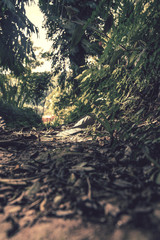 sunset in the forest