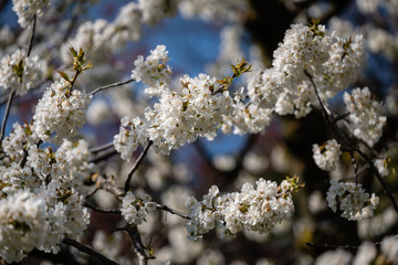 Fleurs de cerisier