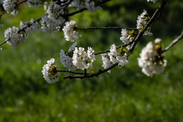 Fleurs de cerisier