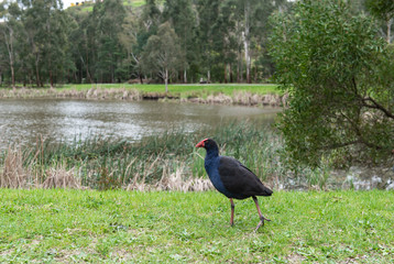 bird in the grass