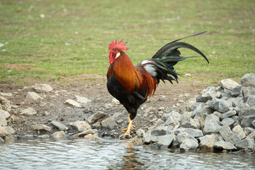 Rooster