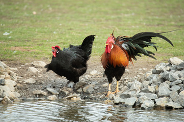 Rooster and hen