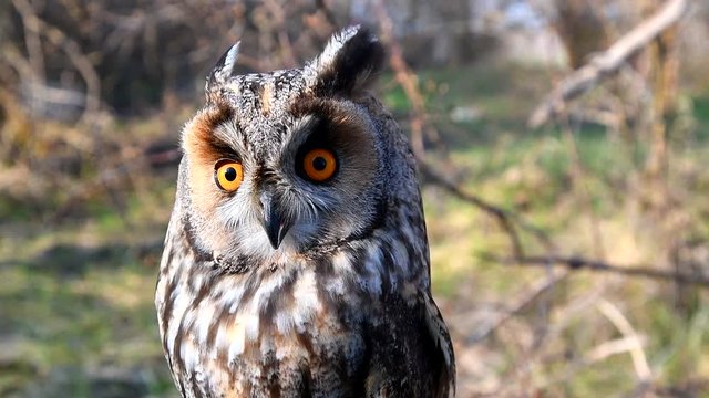 Long Eared Owl, asio otus, Portrait of Adult. Slow motion.