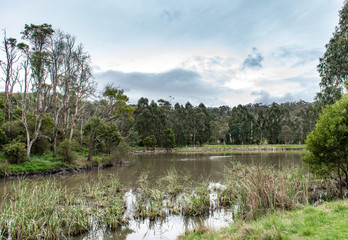landscape with river and trees