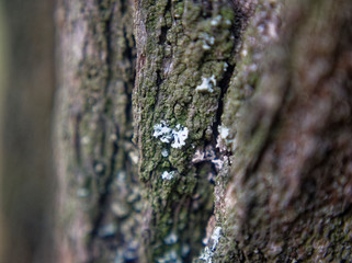 the moss on the bark of a tree in autumn