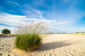 Fototapeta na wymiar grass in dunes of national park Loonse en Drunense Duinen, The Netherlands. Sunny day with blue sky