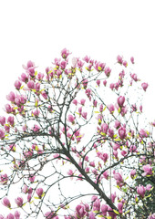 magnolia flower spring branch isolated on white background