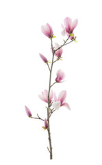 magnolia flower spring branch isolated on white background