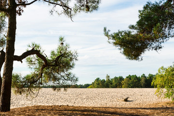 pine trees in the dunes of national park Loonse and Drunense Duinen,  The Netherlands