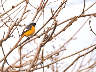 Naklejka premium 野鳥