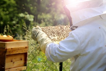 Beekeeper working on his beehive