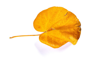 front of a faded leaf on a white background