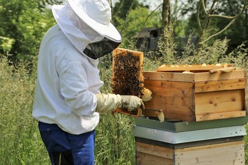 Imker arbeitet an seinem Bienenstock