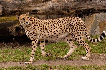 Gepard