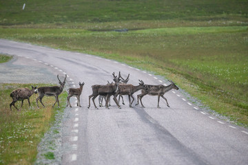 Reindeers crossing a road at summer in Northern Norway