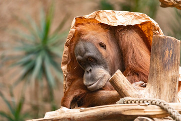 Orang-Utan