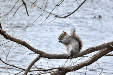 Closeup of squirrel